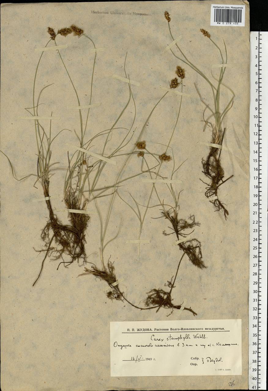 Carex stenophylla Wahlenb., Eastern Europe, Lower Volga region (E9) (Russia)