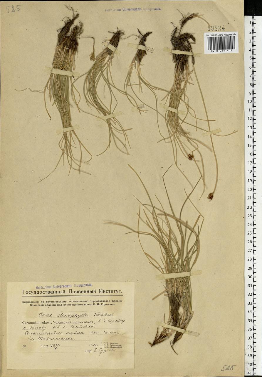 Carex stenophylla Wahlenb., Eastern Europe, Middle Volga region (E8) (Russia)