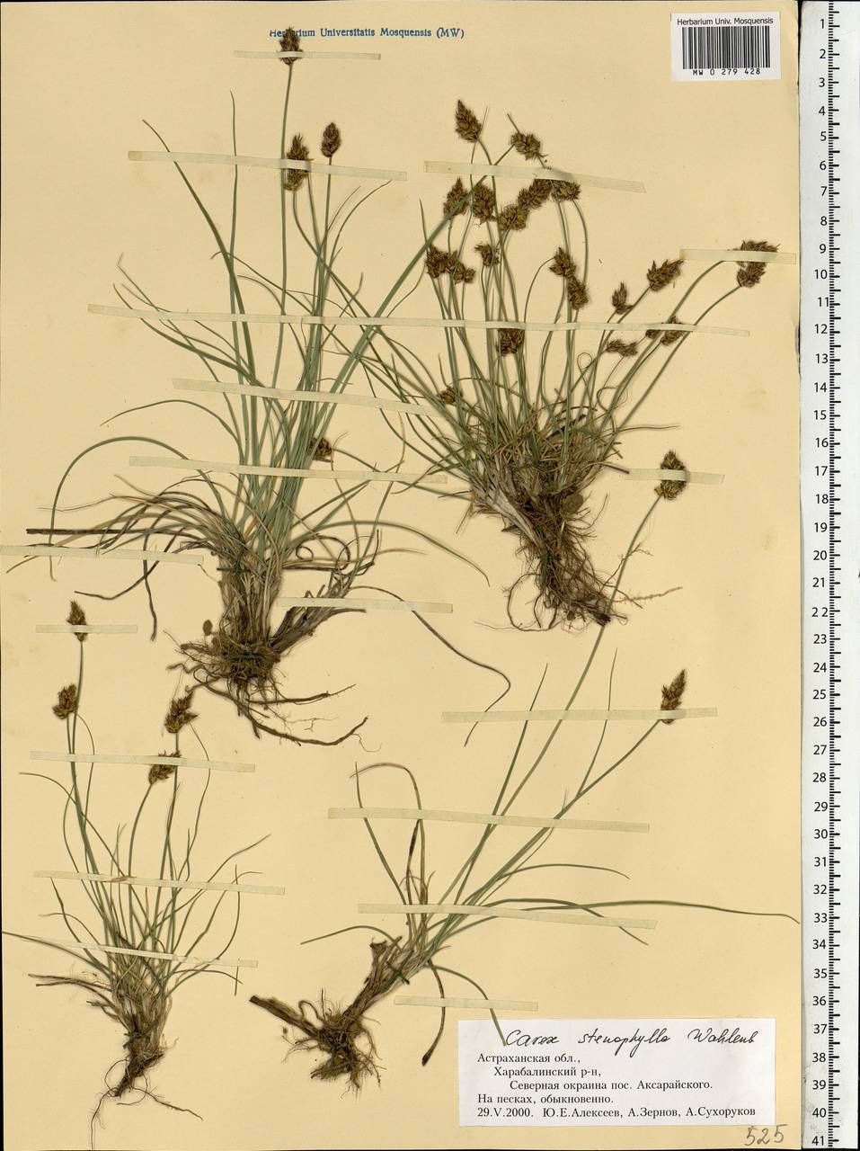 Carex stenophylla Wahlenb., Eastern Europe, Lower Volga region (E9) (Russia)