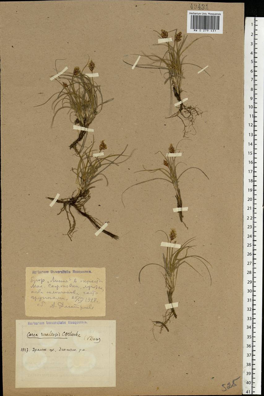 Carex stenophylla Wahlenb., Middle Asia, Caspian Ustyurt & Northern Aralia (M8) (Kazakhstan)