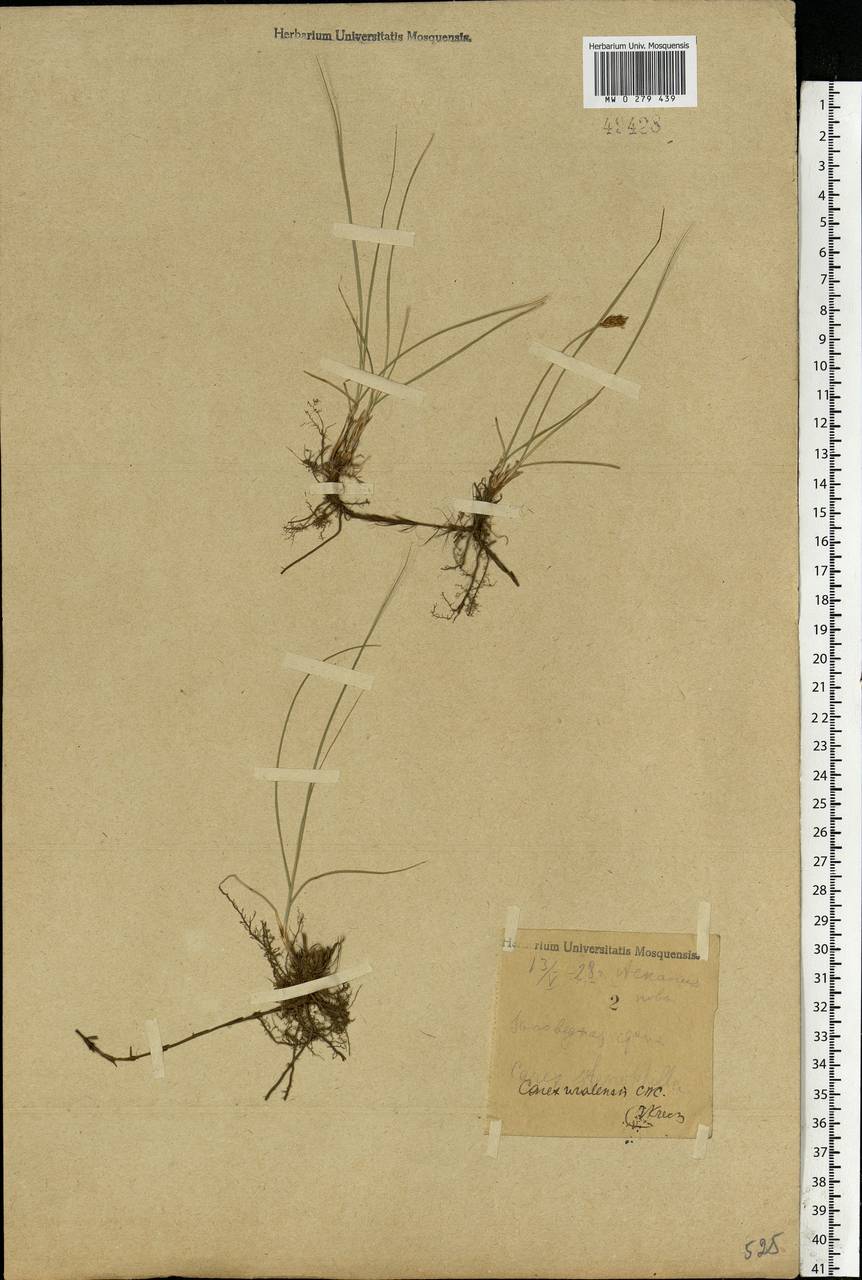 Carex stenophylla Wahlenb., Eastern Europe, South Ukrainian region (E12) (Ukraine)