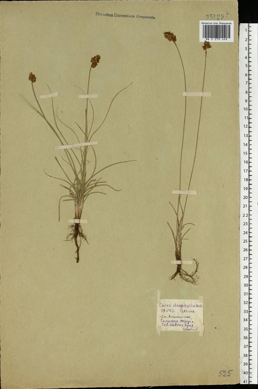 Carex stenophylla Wahlenb., Eastern Europe, Rostov Oblast (E12a) (Russia)