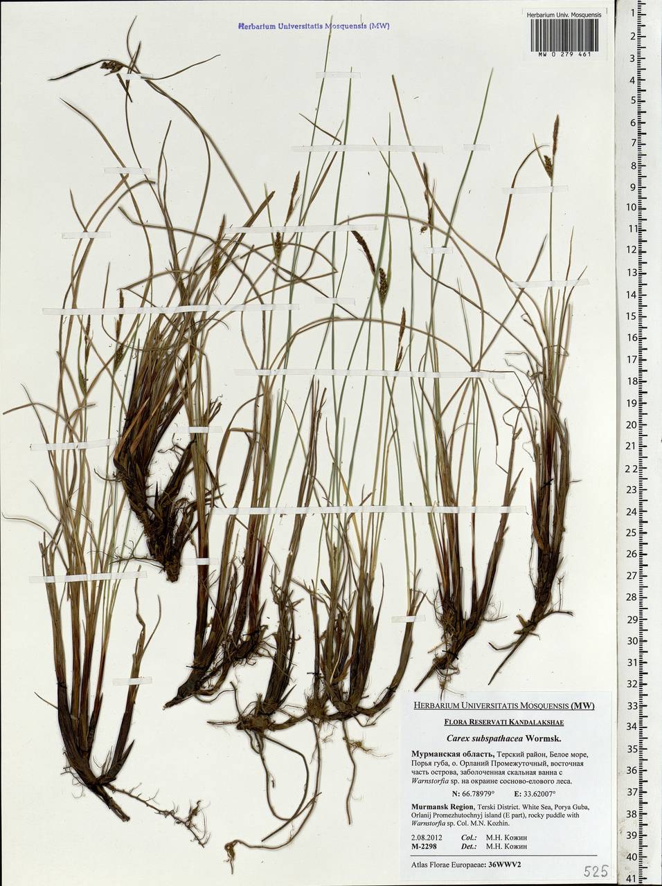 Carex subspathacea Wormsk. ex Hornem., Eastern Europe, Northern region (E1) (Russia)