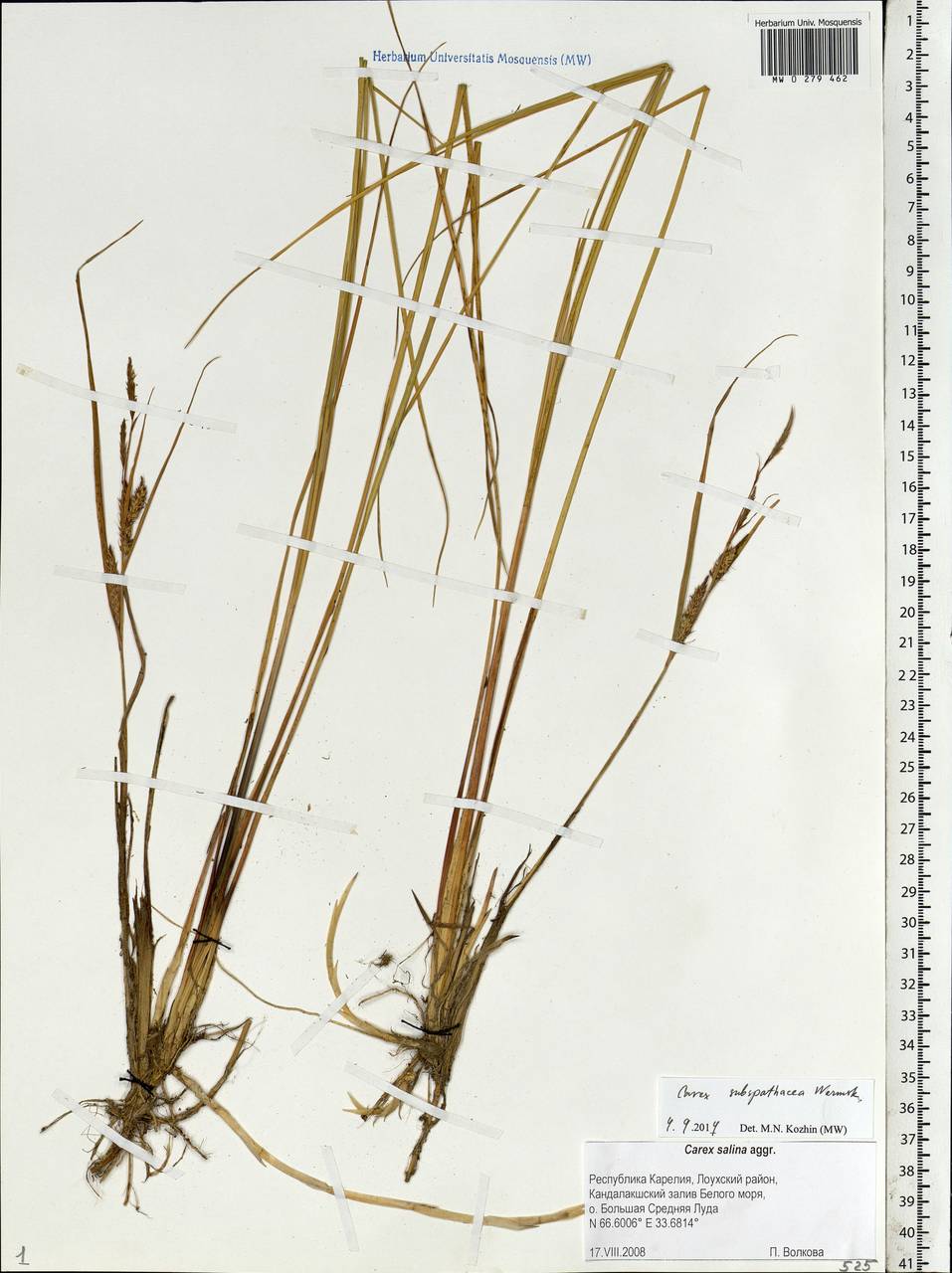Carex subspathacea Wormsk. ex Hornem., Eastern Europe, Northern region (E1) (Russia)