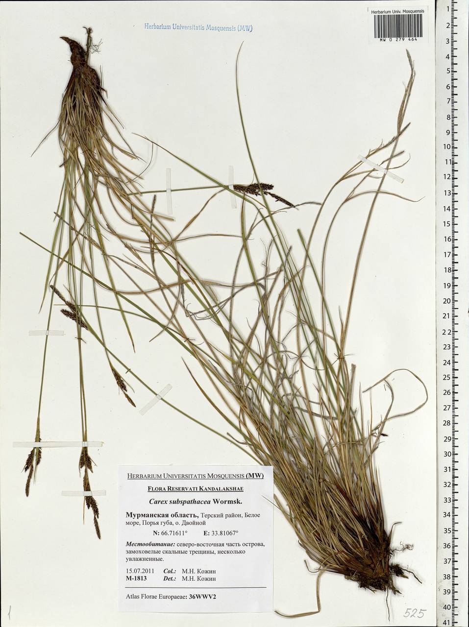 Carex subspathacea Wormsk. ex Hornem., Eastern Europe, Northern region (E1) (Russia)