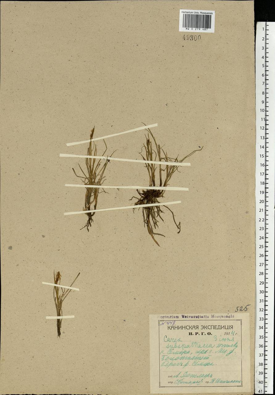 Carex subspathacea Wormsk. ex Hornem., Eastern Europe, Northern region (E1) (Russia)