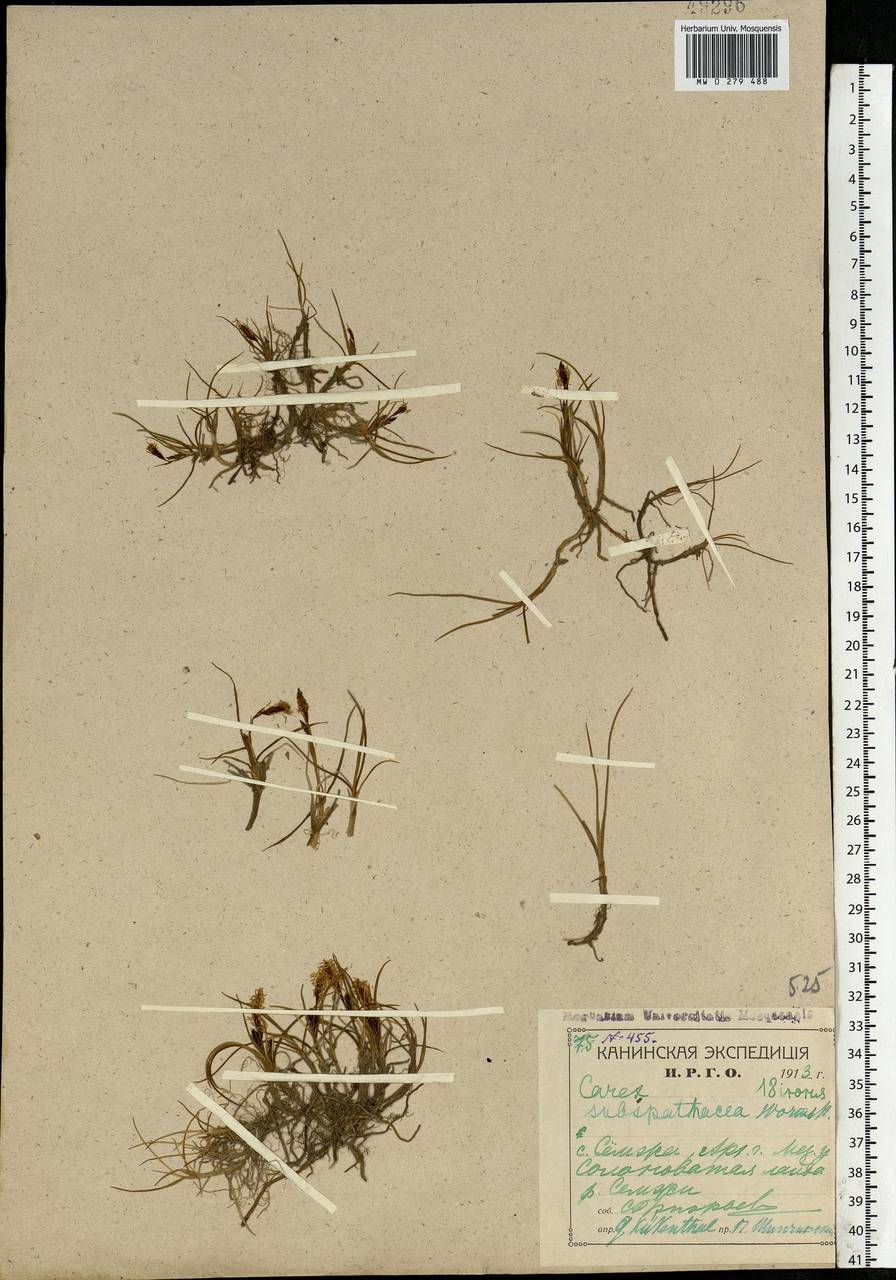 Carex subspathacea Wormsk. ex Hornem., Eastern Europe, Northern region (E1) (Russia)