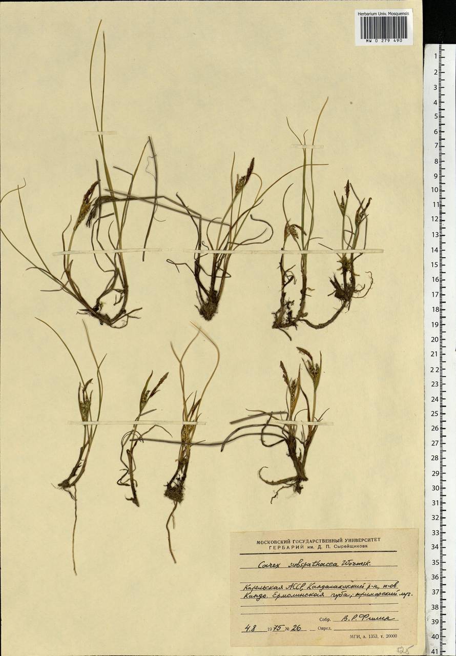 Carex subspathacea Wormsk. ex Hornem., Eastern Europe, Northern region (E1) (Russia)