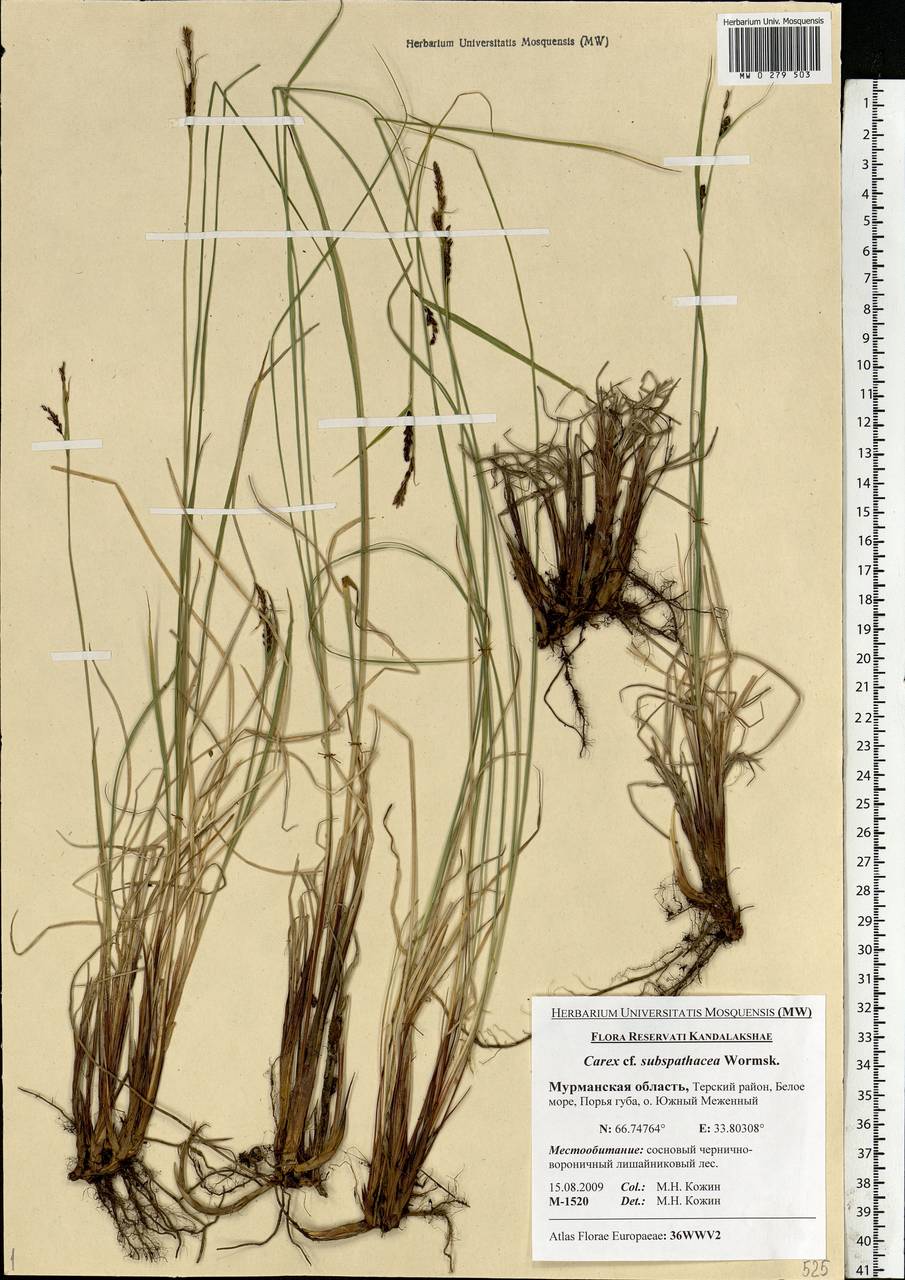 Carex subspathacea Wormsk. ex Hornem., Eastern Europe, Northern region (E1) (Russia)