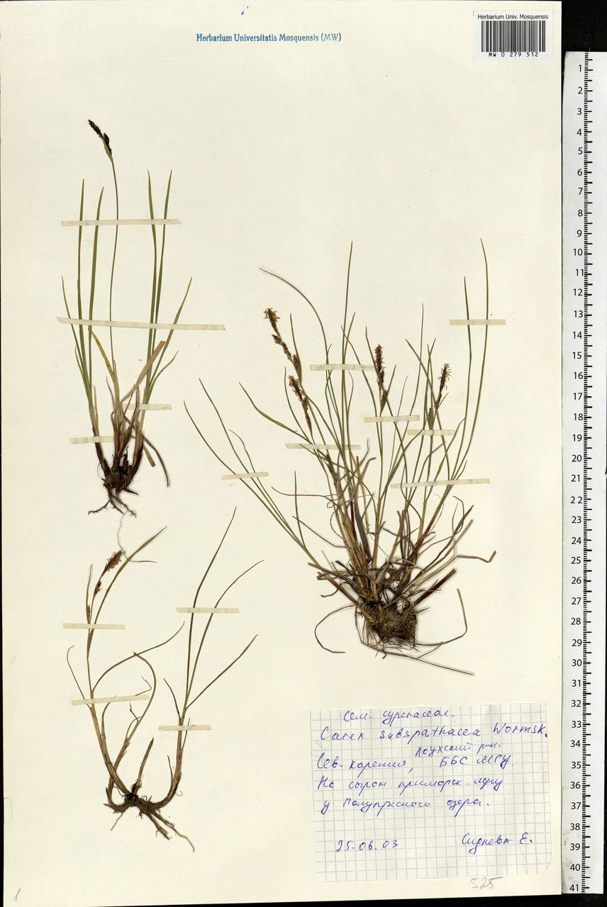 Carex subspathacea Wormsk. ex Hornem., Eastern Europe, Northern region (E1) (Russia)