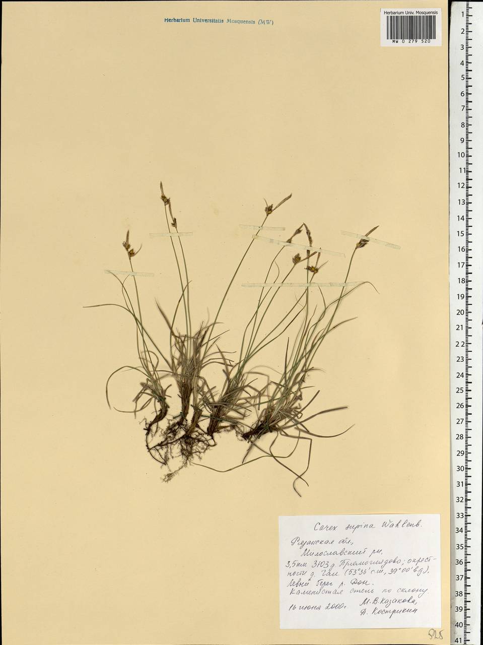 Carex supina Willd. ex Wahlenb., Eastern Europe, Central region (E4) (Russia)