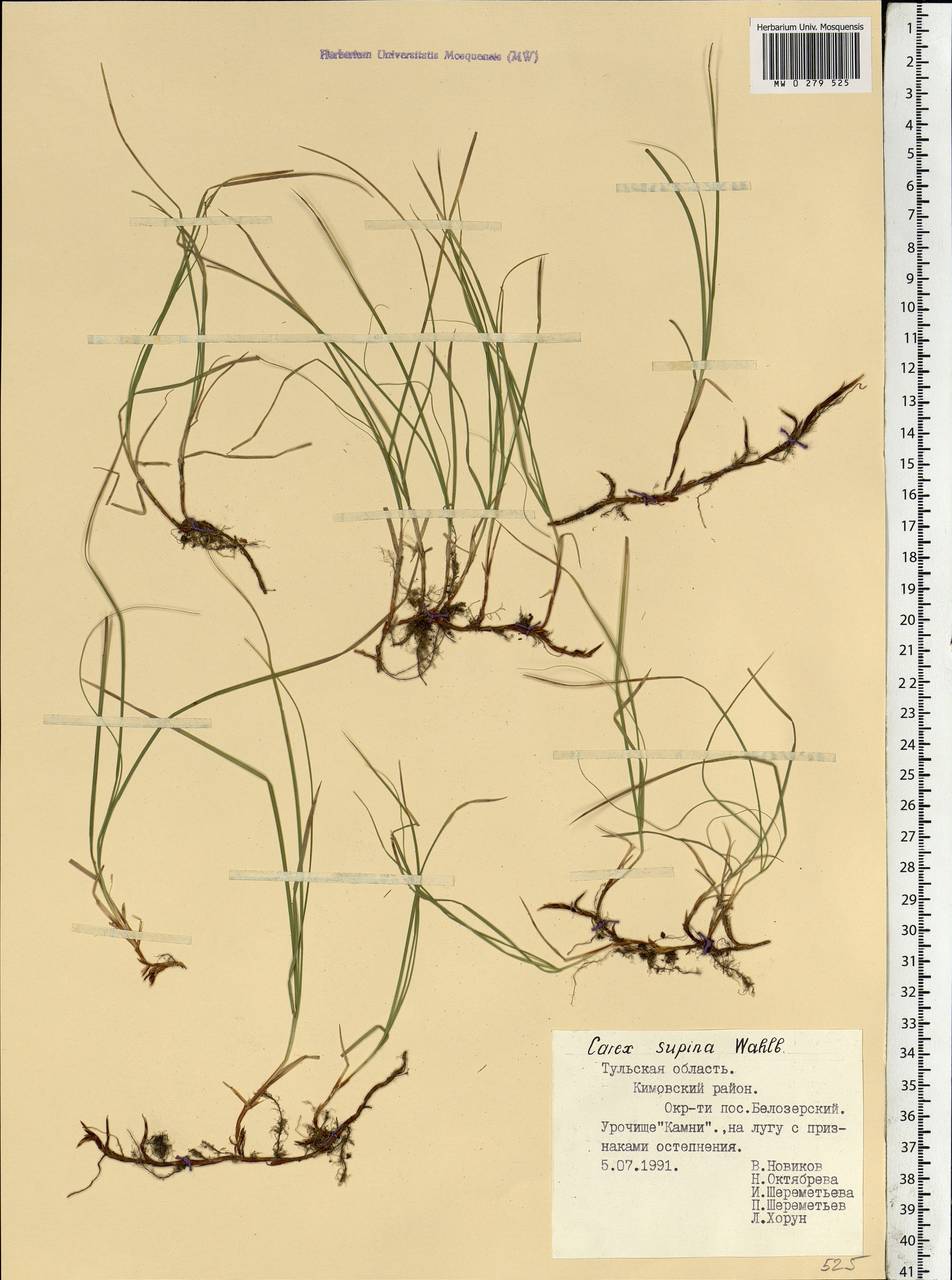 Carex supina Willd. ex Wahlenb., Eastern Europe, Central region (E4) (Russia)