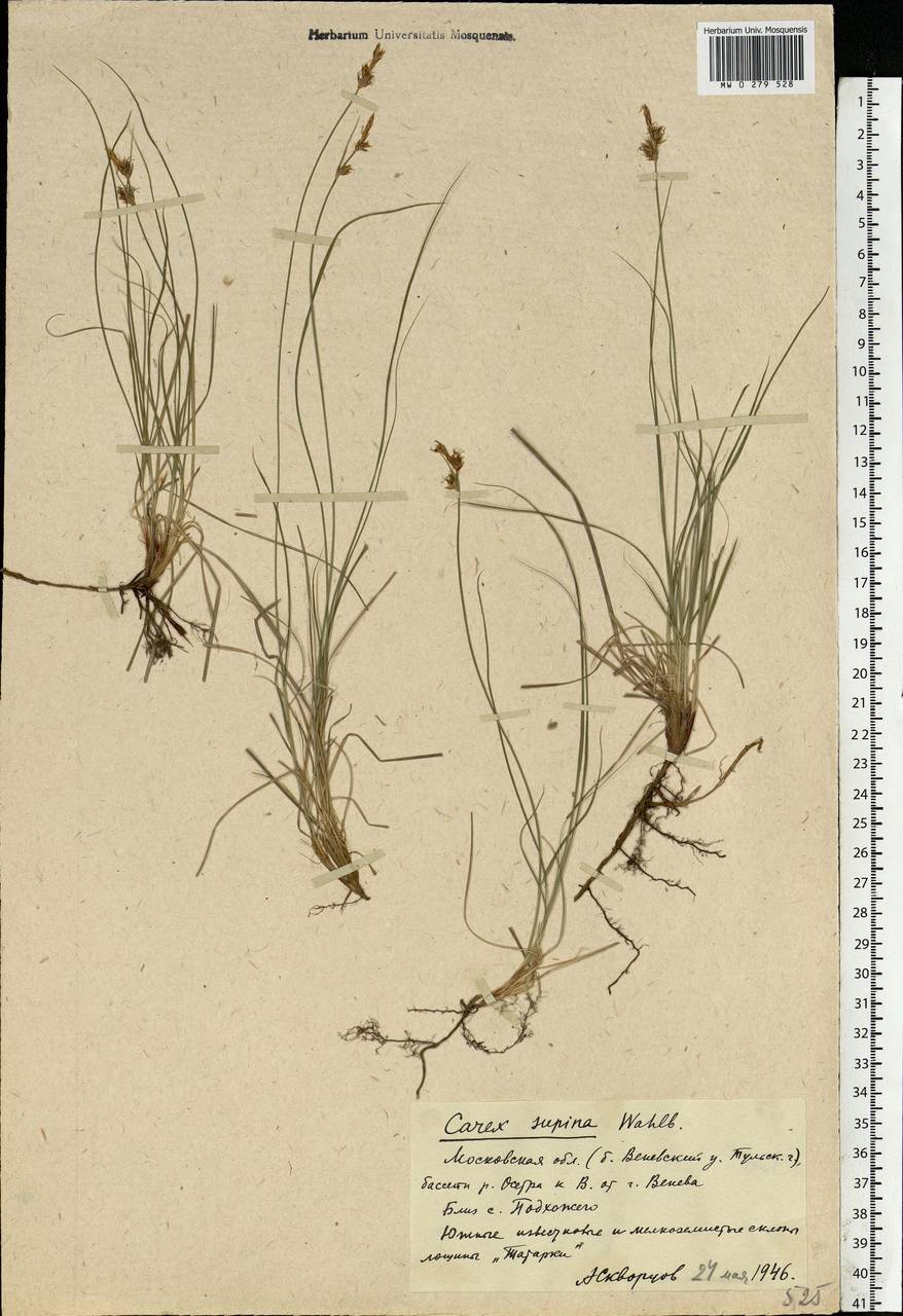 Carex supina Willd. ex Wahlenb., Eastern Europe, Moscow region (E4a) (Russia)