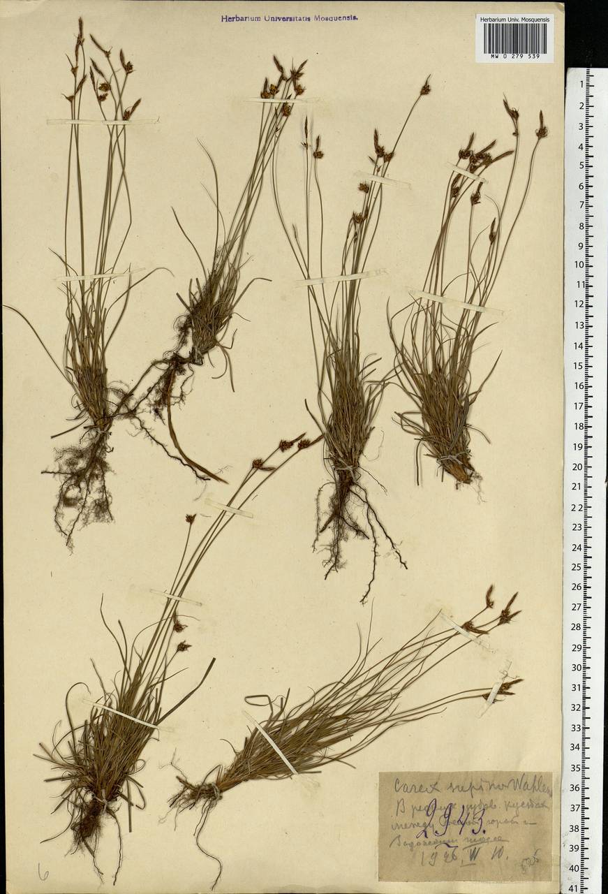 Carex supina Willd. ex Wahlenb., Eastern Europe, Central forest-and-steppe region (E6) (Russia)