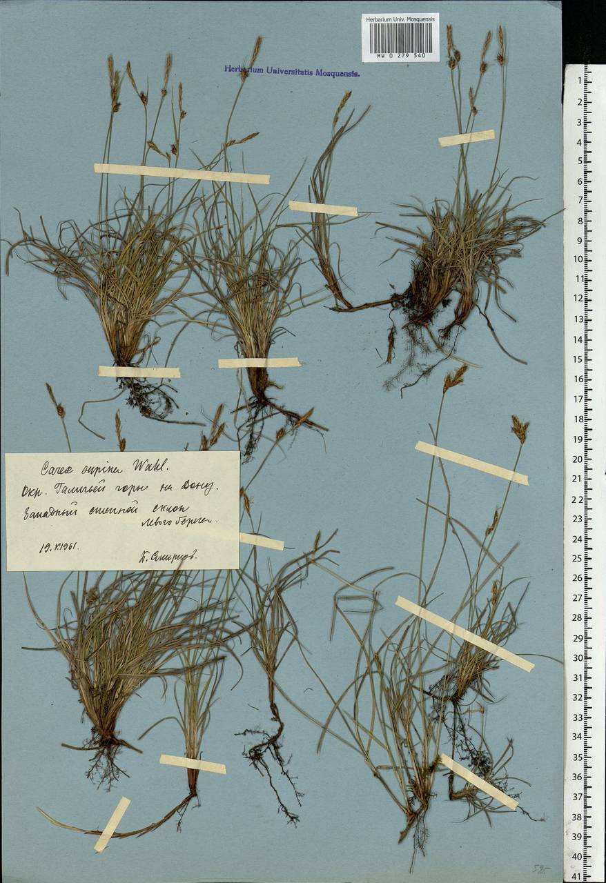 Carex supina Willd. ex Wahlenb., Eastern Europe, Central forest-and-steppe region (E6) (Russia)