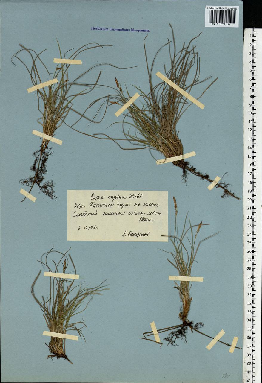 Carex supina Willd. ex Wahlenb., Eastern Europe, Central forest-and-steppe region (E6) (Russia)