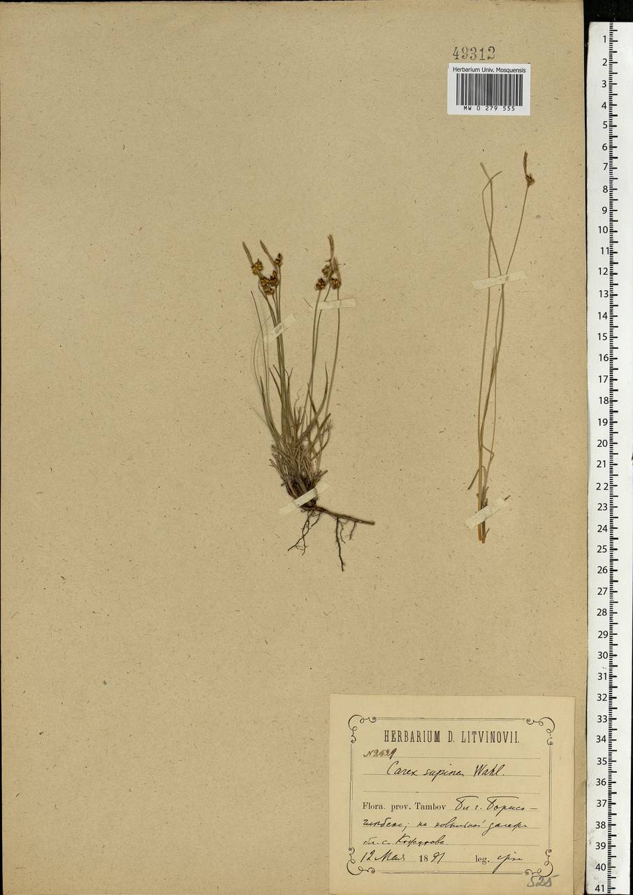 Carex supina Willd. ex Wahlenb., Eastern Europe, Central forest-and-steppe region (E6) (Russia)