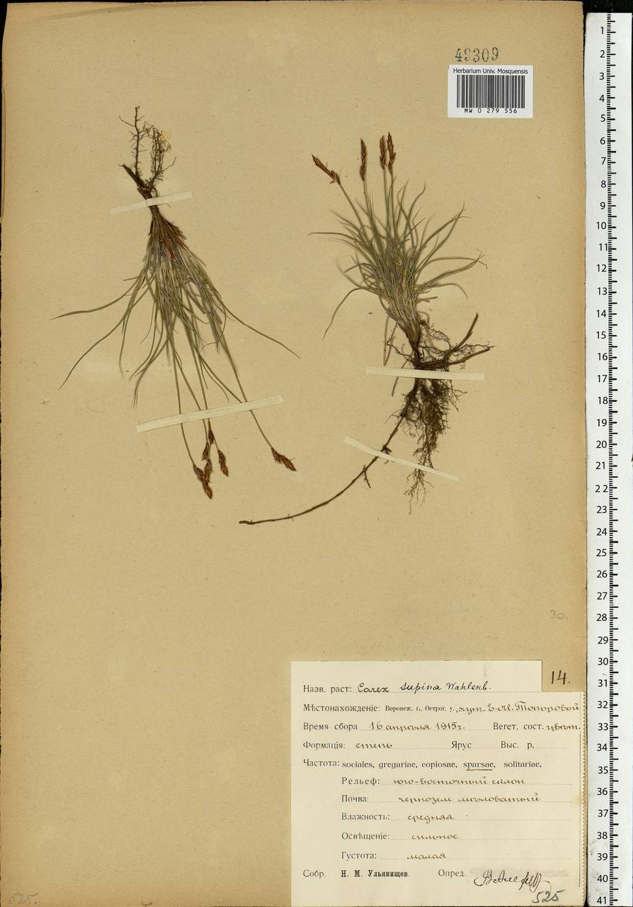 Carex supina Willd. ex Wahlenb., Eastern Europe, Central forest-and-steppe region (E6) (Russia)