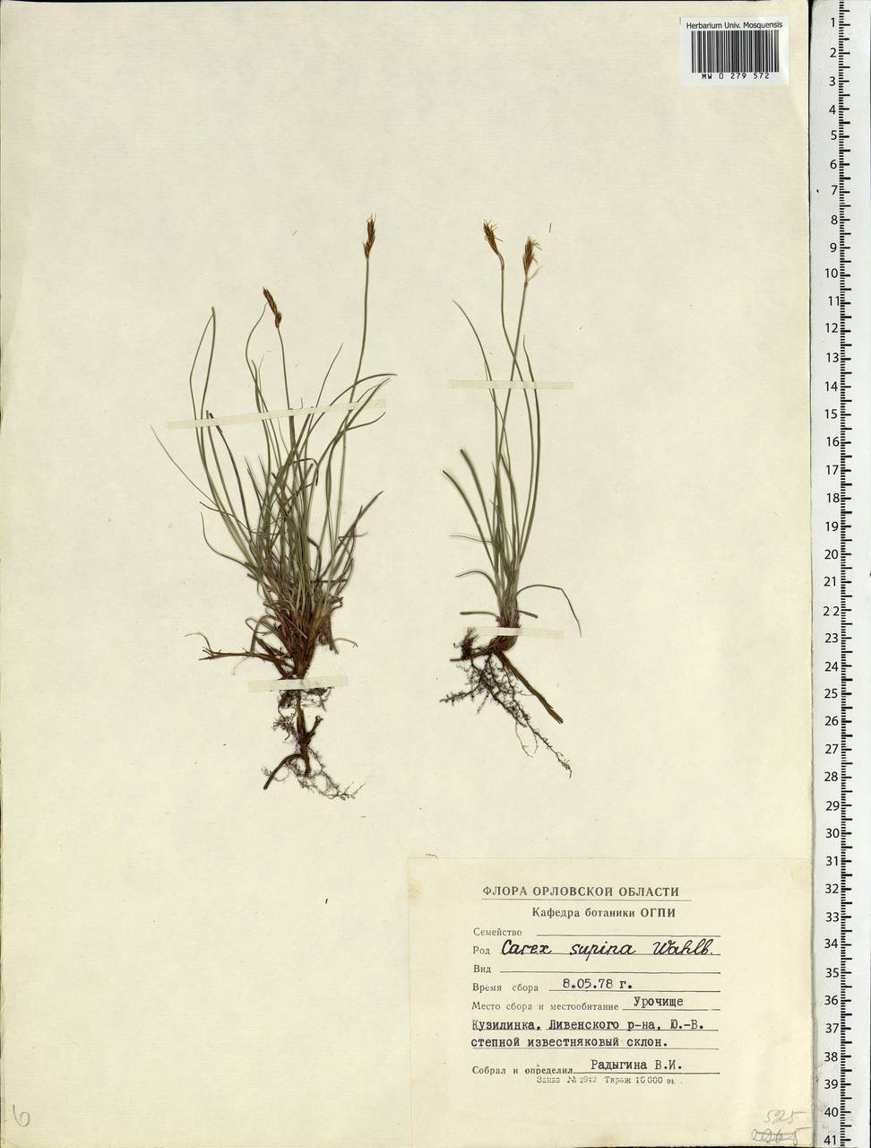 Carex supina Willd. ex Wahlenb., Eastern Europe, Central forest-and-steppe region (E6) (Russia)
