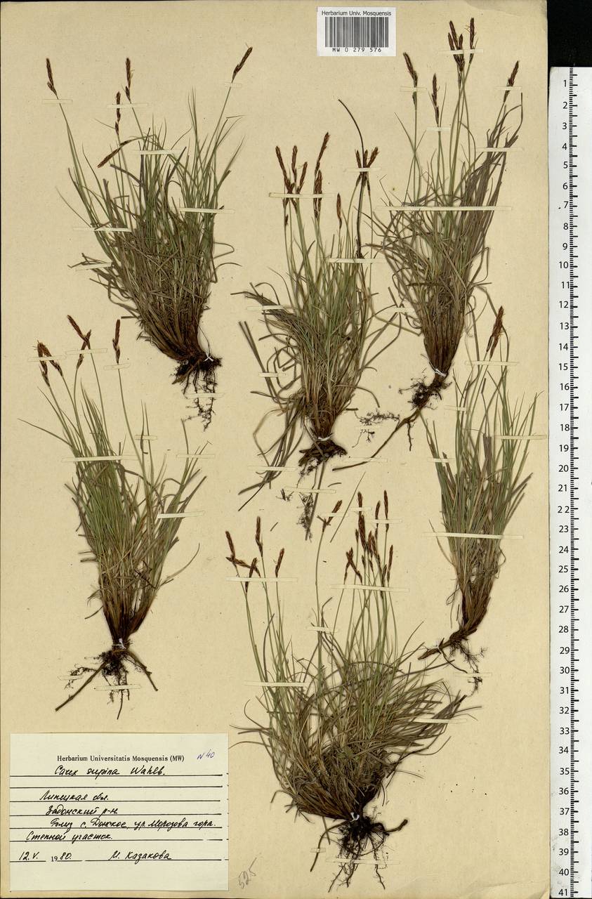 Carex supina Willd. ex Wahlenb., Eastern Europe, Central forest-and-steppe region (E6) (Russia)