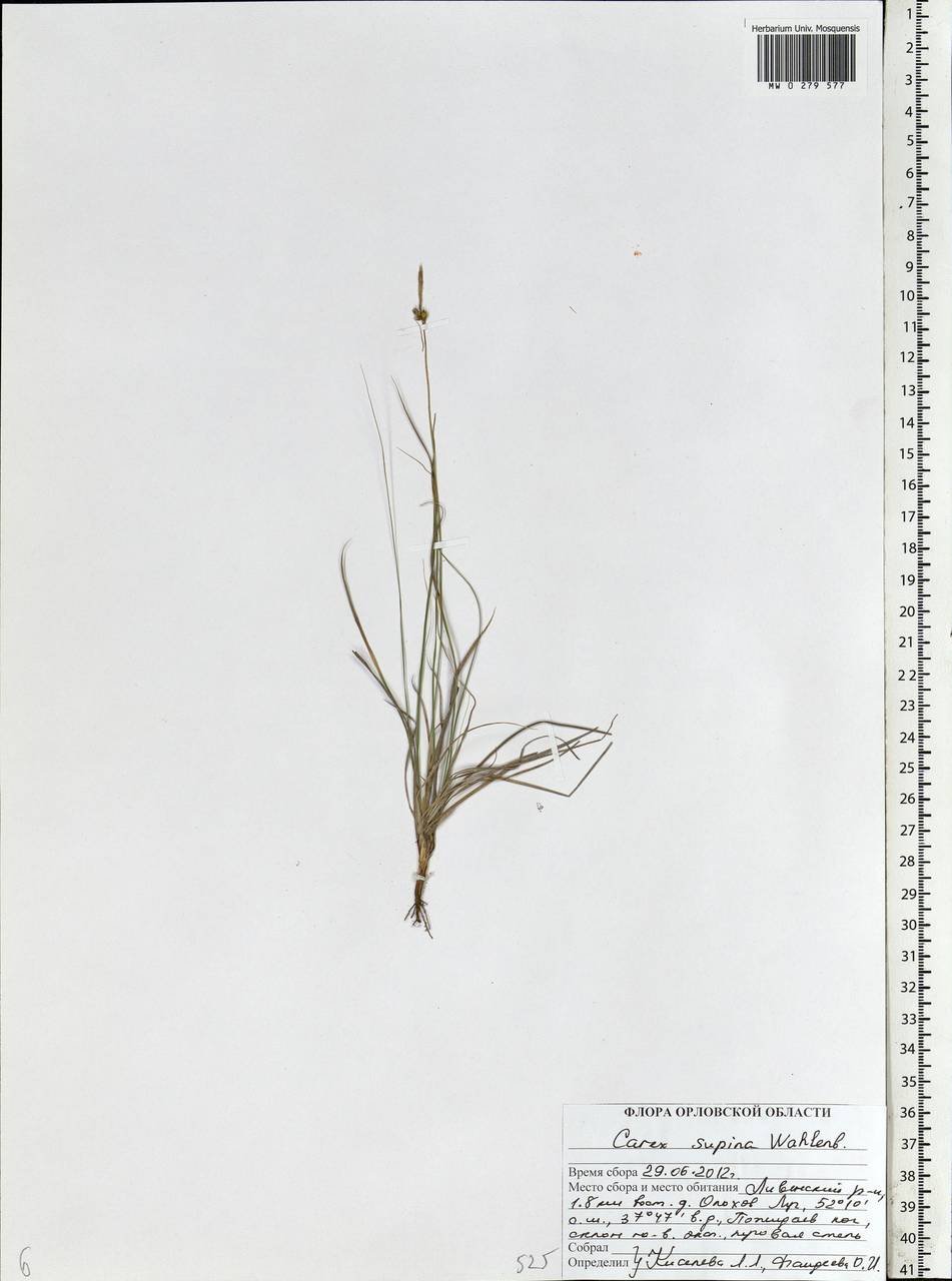 Carex supina Willd. ex Wahlenb., Eastern Europe, Central forest-and-steppe region (E6) (Russia)