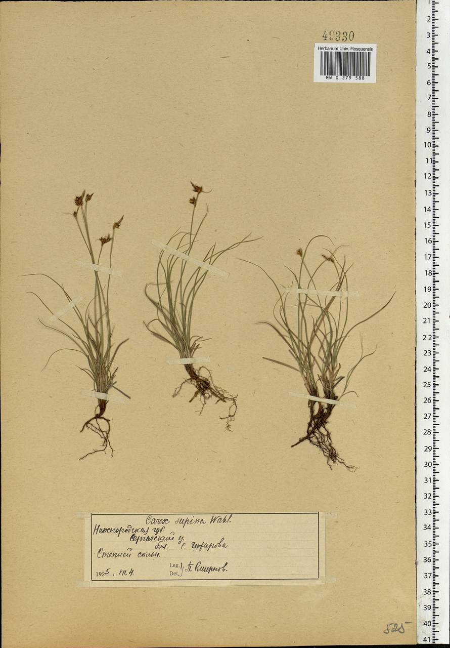 Carex supina Willd. ex Wahlenb., Eastern Europe, Volga-Kama region (E7) (Russia)