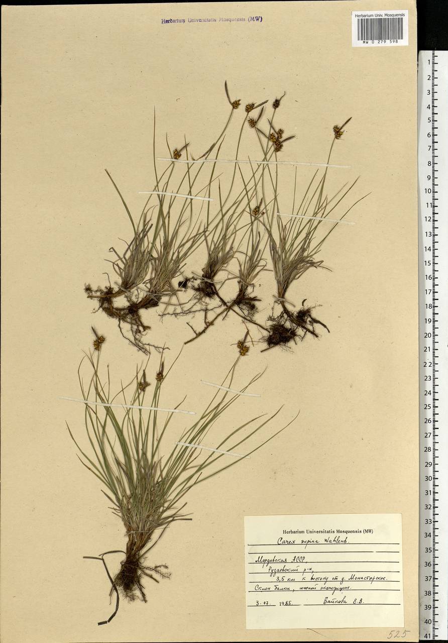 Carex supina Willd. ex Wahlenb., Eastern Europe, Middle Volga region (E8) (Russia)