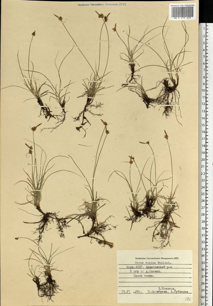 Carex supina Willd. ex Wahlenb., Eastern Europe, Middle Volga region (E8) (Russia)
