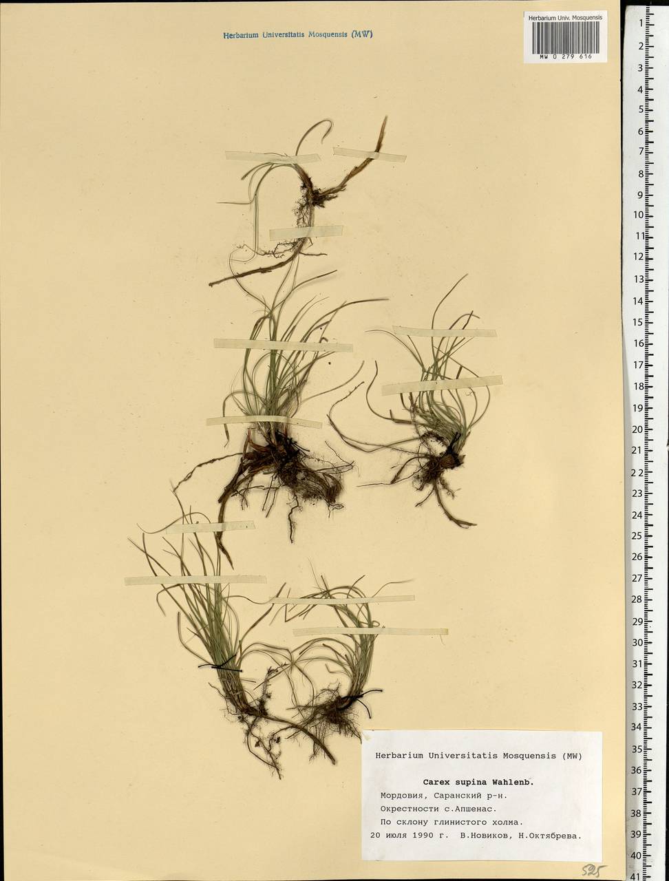 Carex supina Willd. ex Wahlenb., Eastern Europe, Middle Volga region (E8) (Russia)