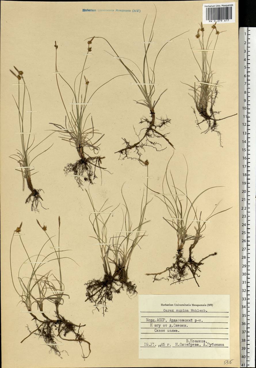 Carex supina Willd. ex Wahlenb., Eastern Europe, Middle Volga region (E8) (Russia)