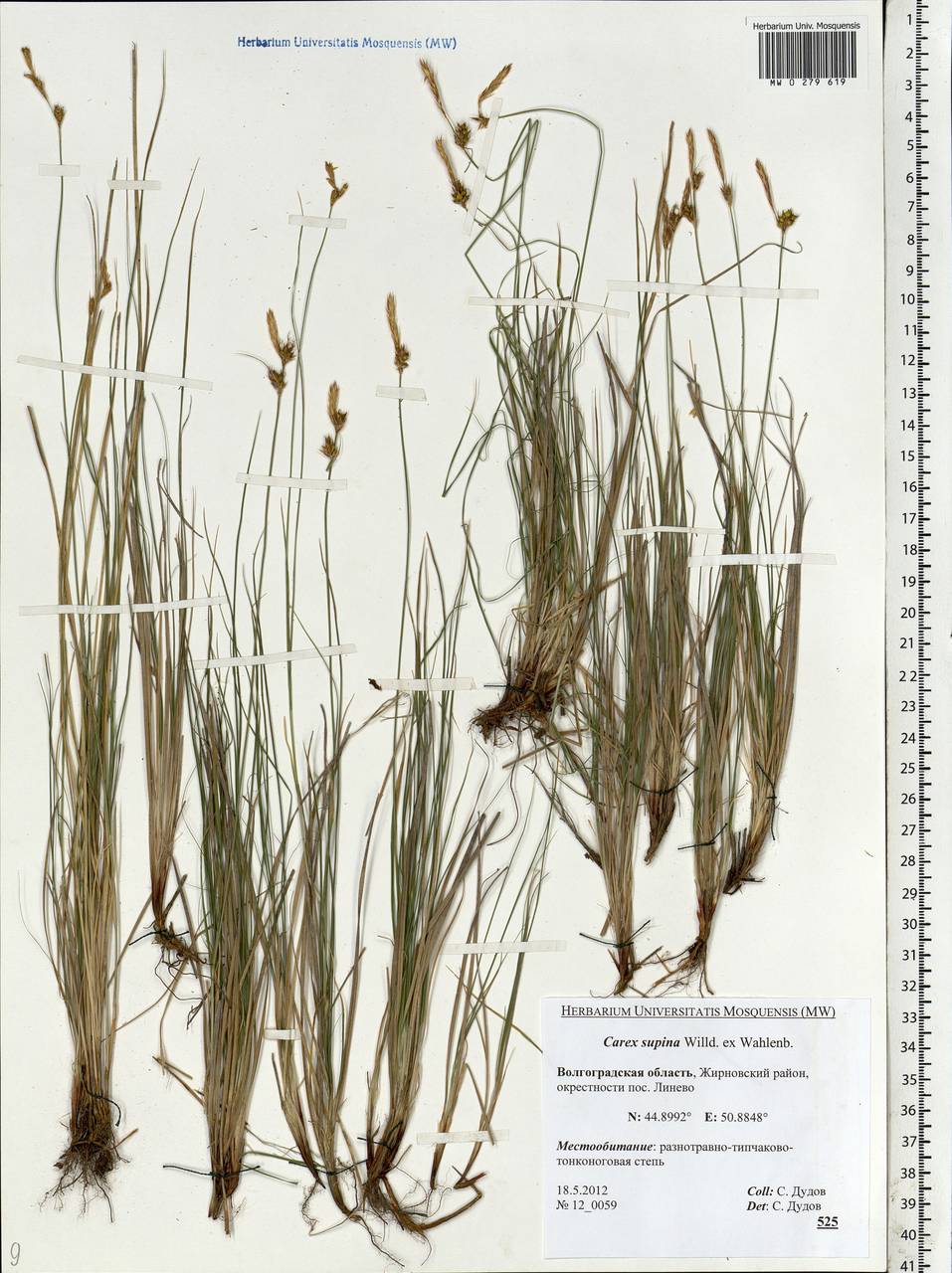 Carex supina Willd. ex Wahlenb., Eastern Europe, Lower Volga region (E9) (Russia)