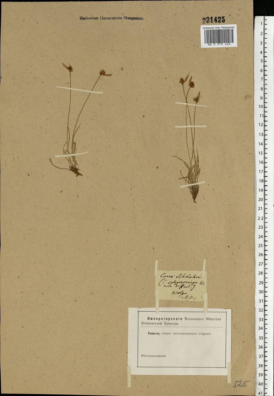 Carex supina Willd. ex Wahlenb., Eastern Europe, Lower Volga region (E9) (Russia)