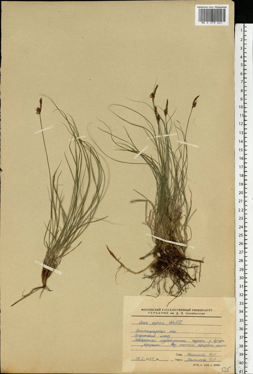 Carex supina Willd. ex Wahlenb., Eastern Europe, Lower Volga region (E9) (Russia)