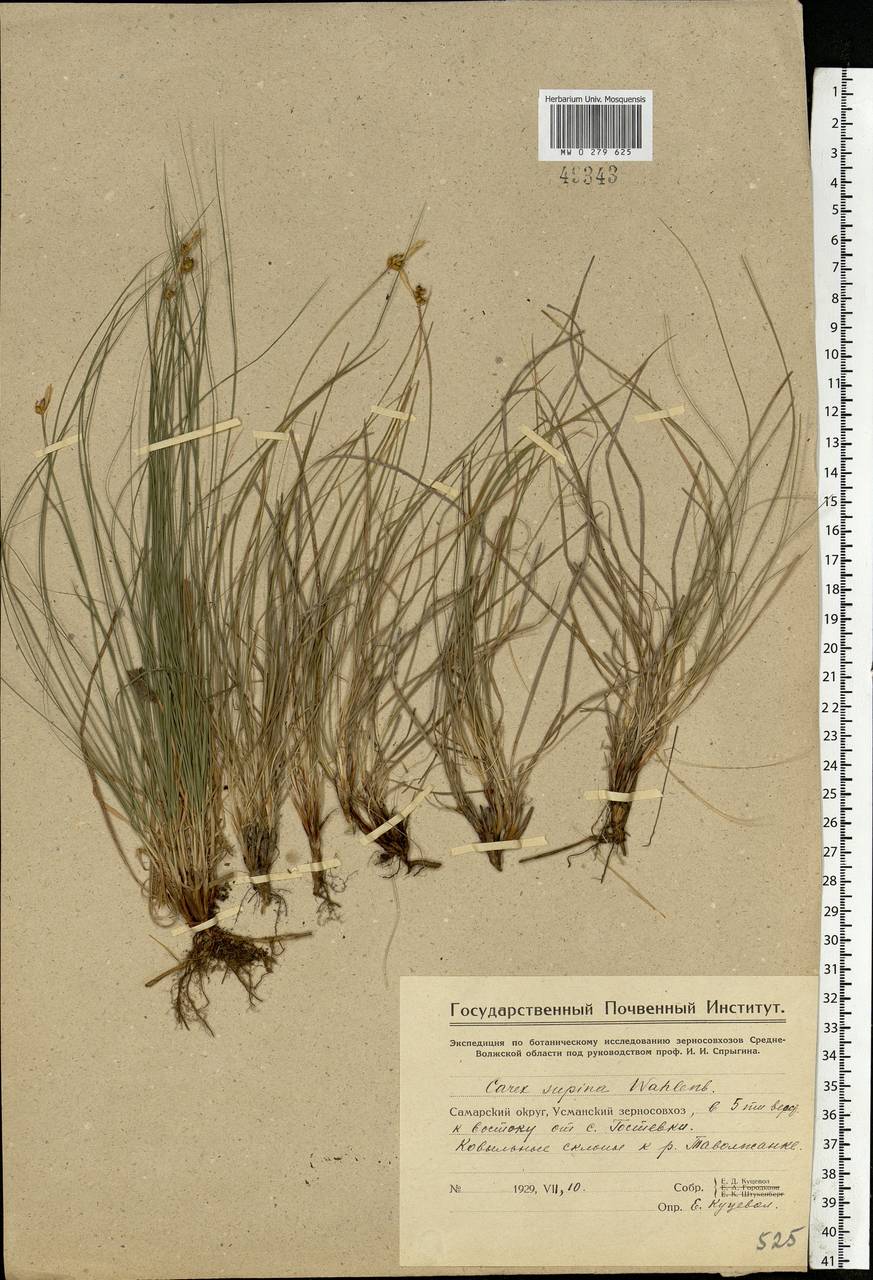 Carex supina Willd. ex Wahlenb., Eastern Europe, Eastern region (E10) (Russia)