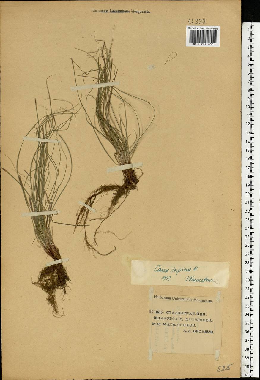 Carex supina Willd. ex Wahlenb., Eastern Europe, Lower Volga region (E9) (Russia)