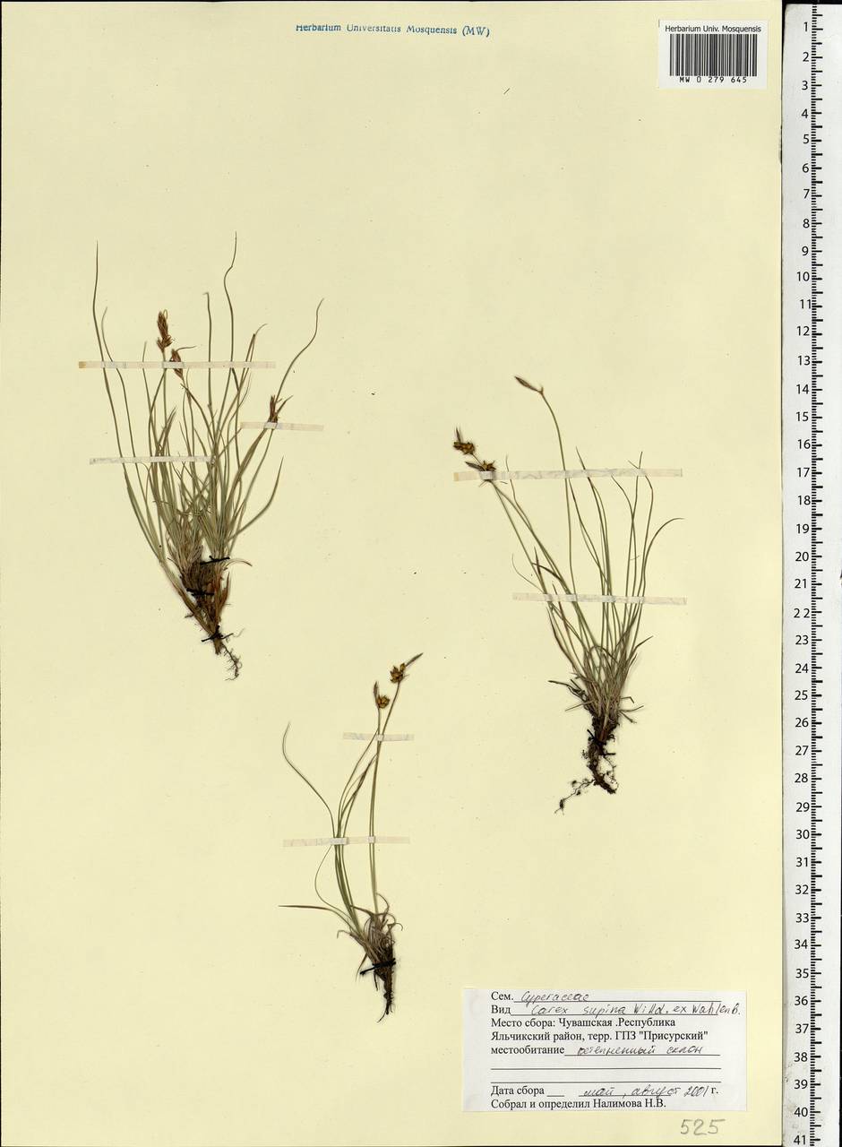 Carex supina Willd. ex Wahlenb., Eastern Europe, Middle Volga region (E8) (Russia)
