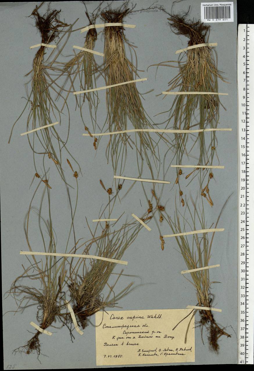 Carex supina Willd. ex Wahlenb., Eastern Europe, Lower Volga region (E9) (Russia)