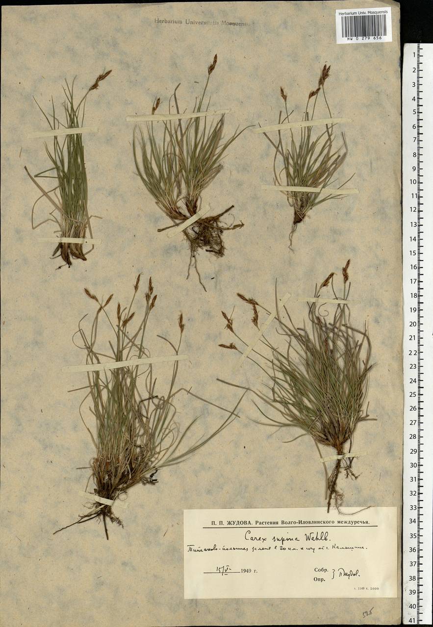 Carex supina Willd. ex Wahlenb., Eastern Europe, Lower Volga region (E9) (Russia)