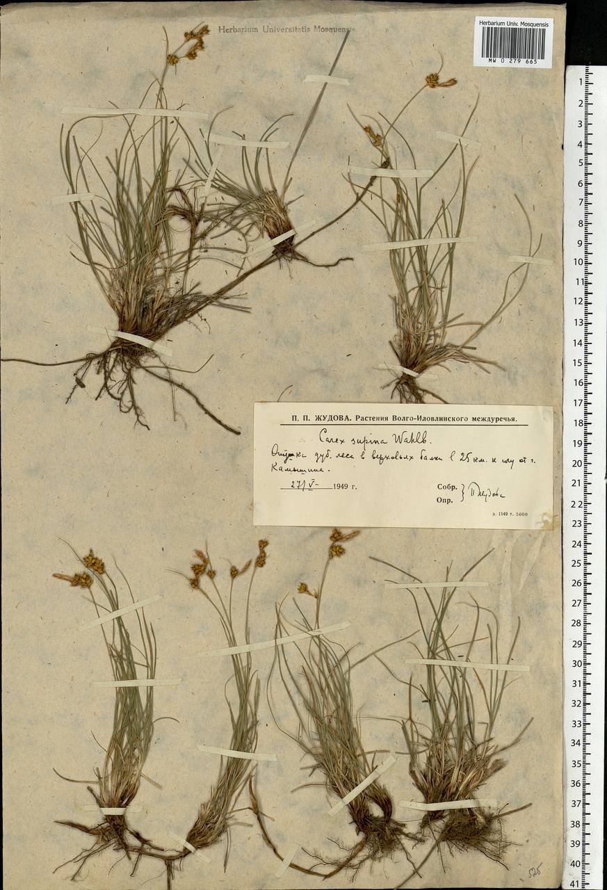 Carex supina Willd. ex Wahlenb., Eastern Europe, Lower Volga region (E9) (Russia)