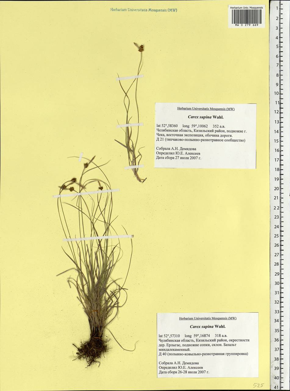 Carex supina Willd. ex Wahlenb., Eastern Europe, Eastern region (E10) (Russia)