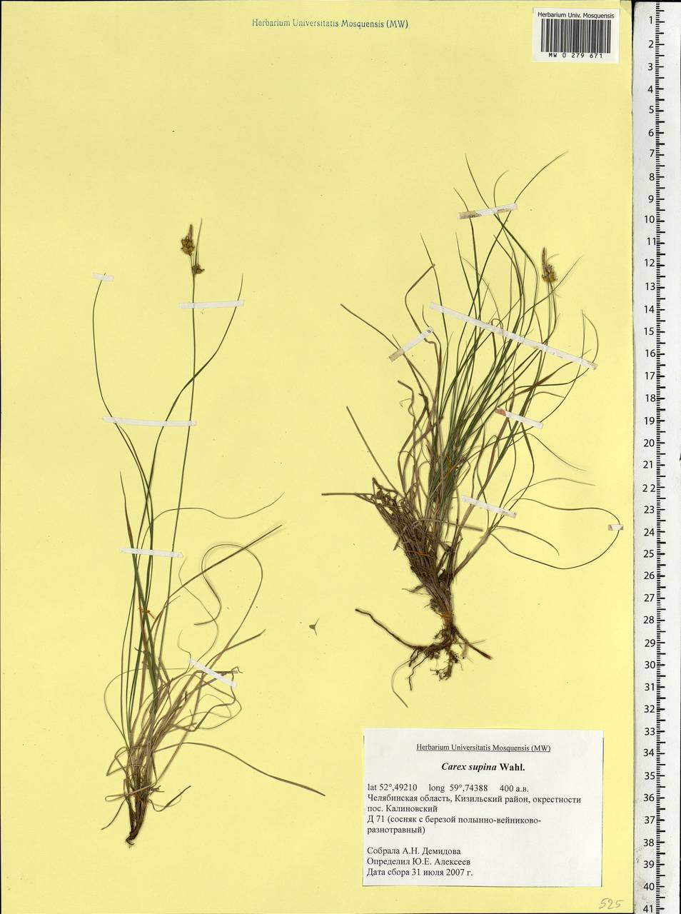 Carex supina Willd. ex Wahlenb., Eastern Europe, Eastern region (E10) (Russia)