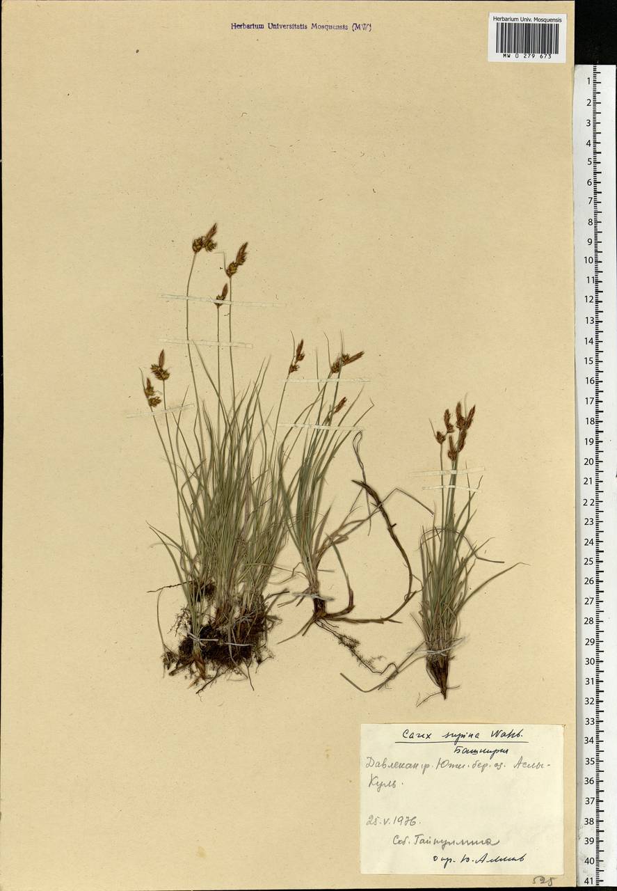 Carex supina Willd. ex Wahlenb., Eastern Europe, Eastern region (E10) (Russia)