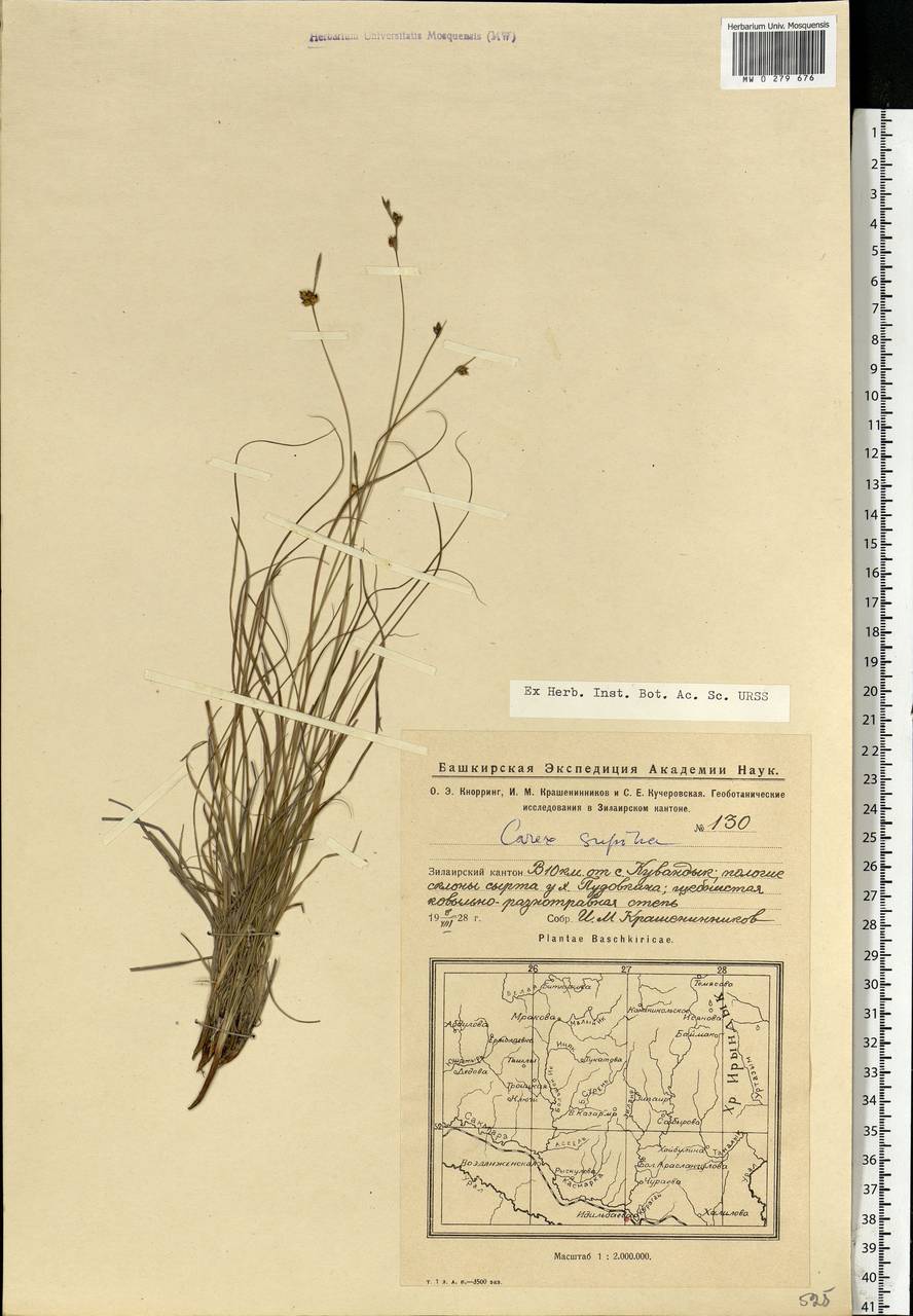 Carex supina Willd. ex Wahlenb., Eastern Europe, Eastern region (E10) (Russia)