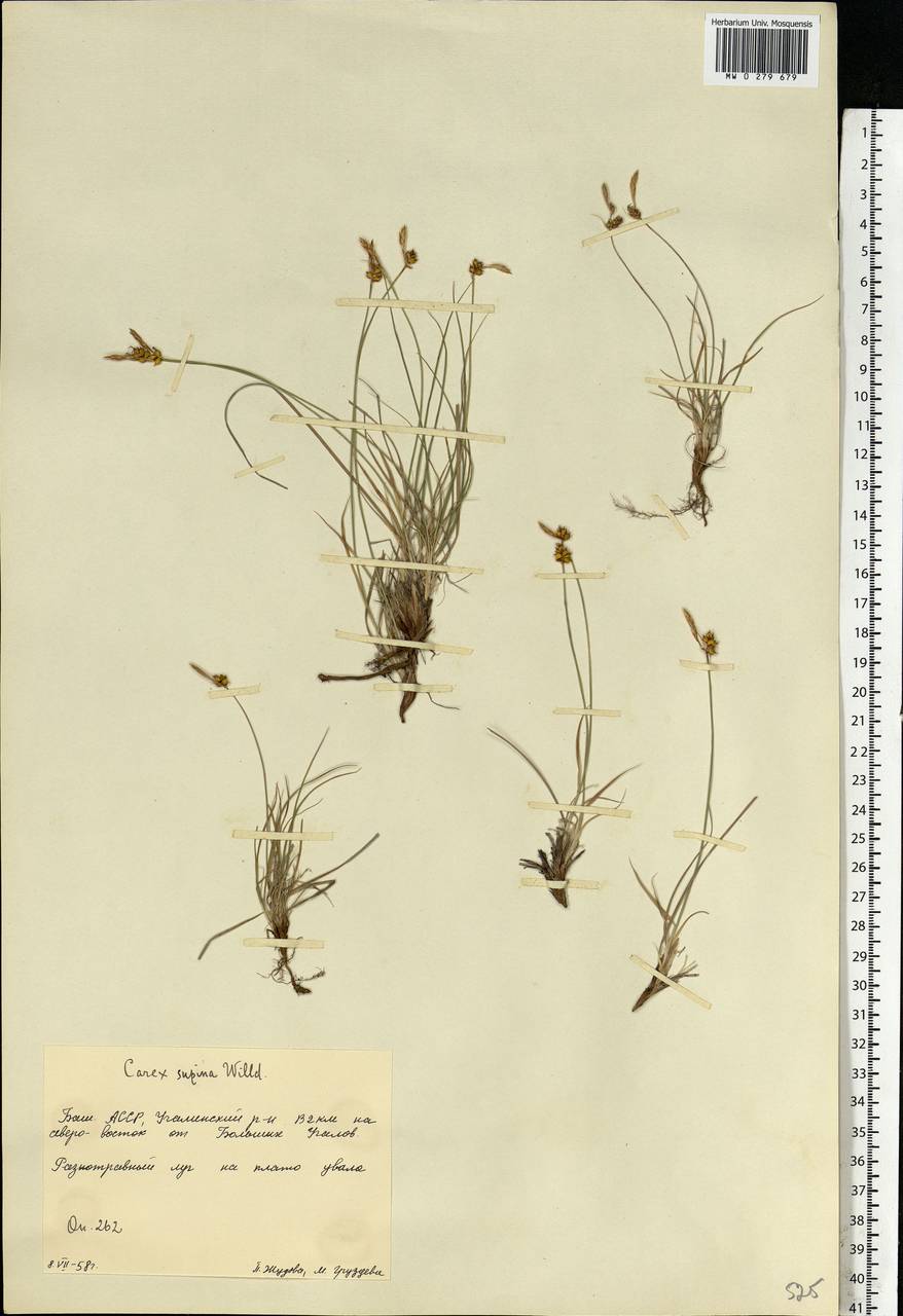 Carex supina Willd. ex Wahlenb., Eastern Europe, Eastern region (E10) (Russia)