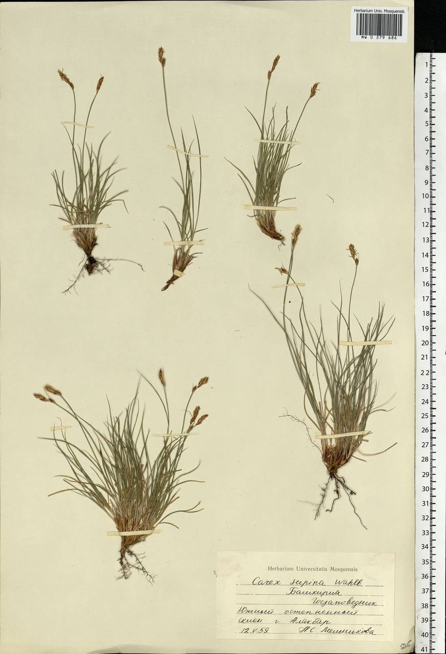 Carex supina Willd. ex Wahlenb., Eastern Europe, Eastern region (E10) (Russia)