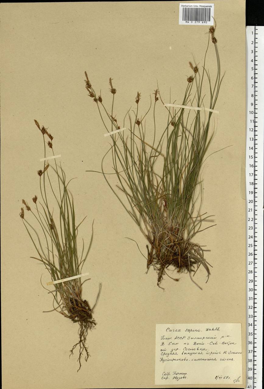 Carex supina Willd. ex Wahlenb., Eastern Europe, Eastern region (E10) (Russia)
