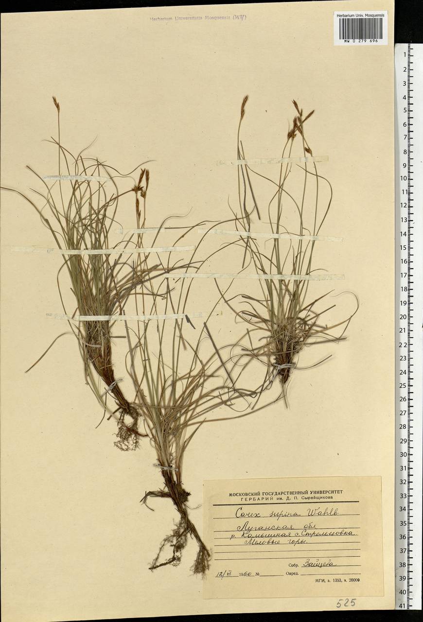 Carex supina Willd. ex Wahlenb., Eastern Europe, North Ukrainian region (E11) (Ukraine)
