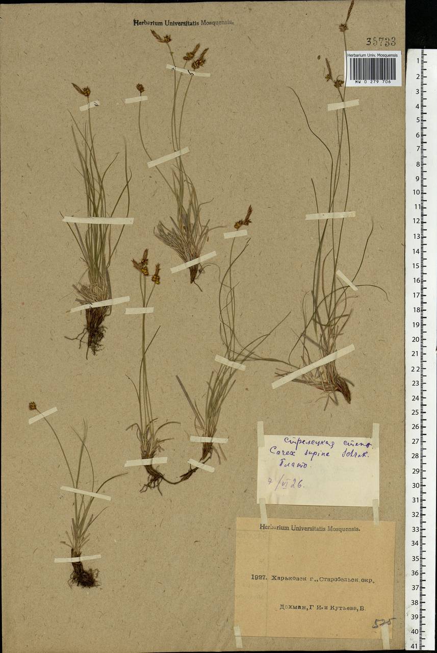 Carex supina Willd. ex Wahlenb., Eastern Europe, North Ukrainian region (E11) (Ukraine)