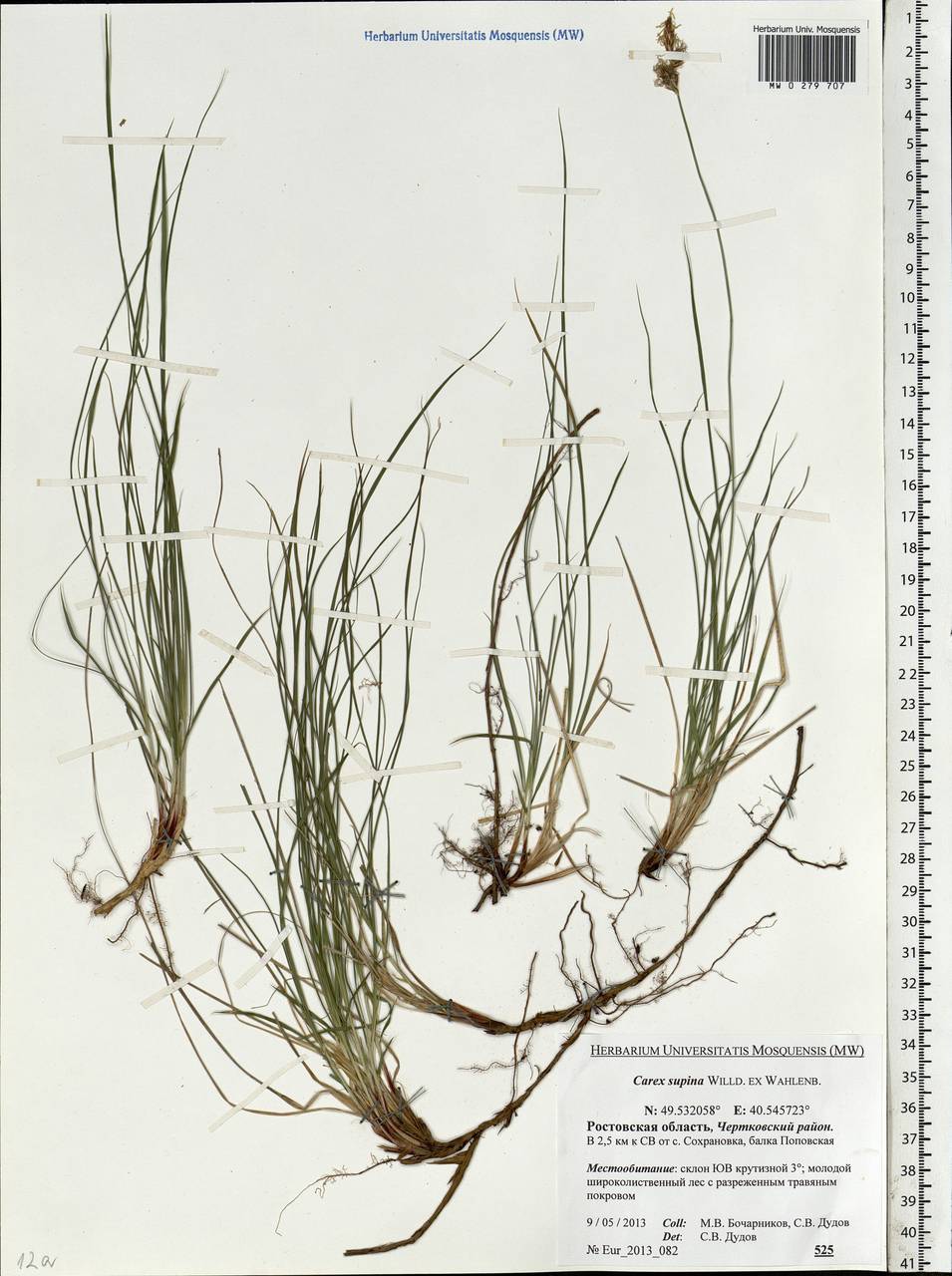 Carex supina Willd. ex Wahlenb., Eastern Europe, Rostov Oblast (E12a) (Russia)