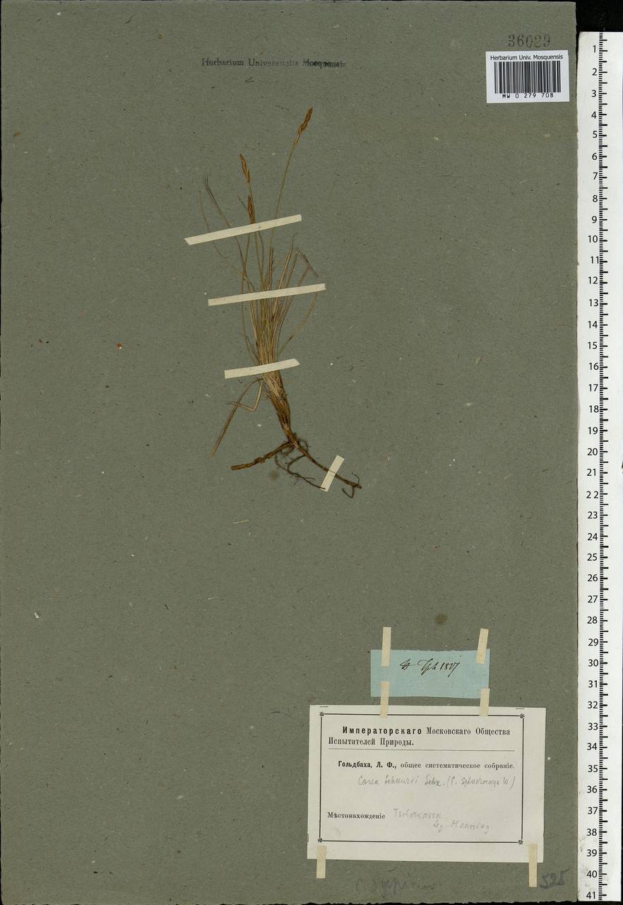 Carex supina Willd. ex Wahlenb., Eastern Europe, Rostov Oblast (E12a) (Russia)